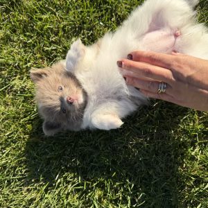 Pippa, Pomeranian Puppy