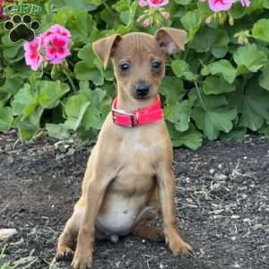 Cupcake, Miniature Pinscher Puppy