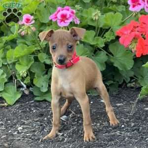 Cupcake, Miniature Pinscher Puppy