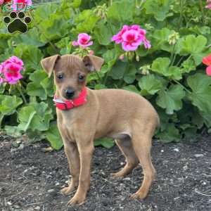 Cupcake, Miniature Pinscher Puppy