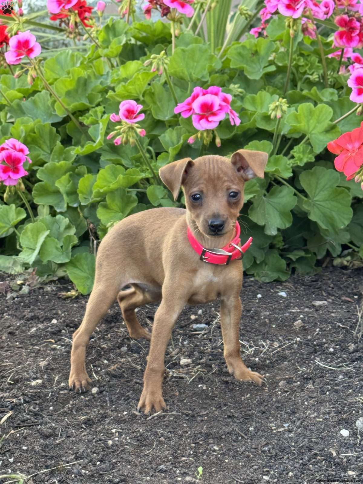 Cupcake (Miniature Pinscher, Female) in Quarryville, PA