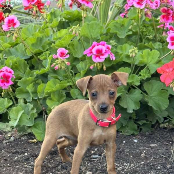 Cupcake, Miniature Pinscher Puppy