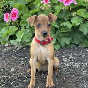 Cinnamon, Miniature Pinscher Puppy
