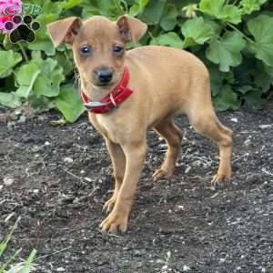 Cinnamon, Miniature Pinscher Puppy