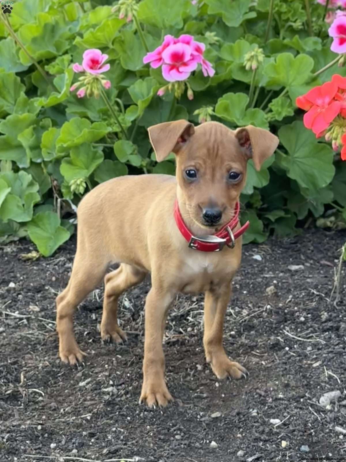Cinnamon (Miniature Pinscher, Female) in Quarryville, PA