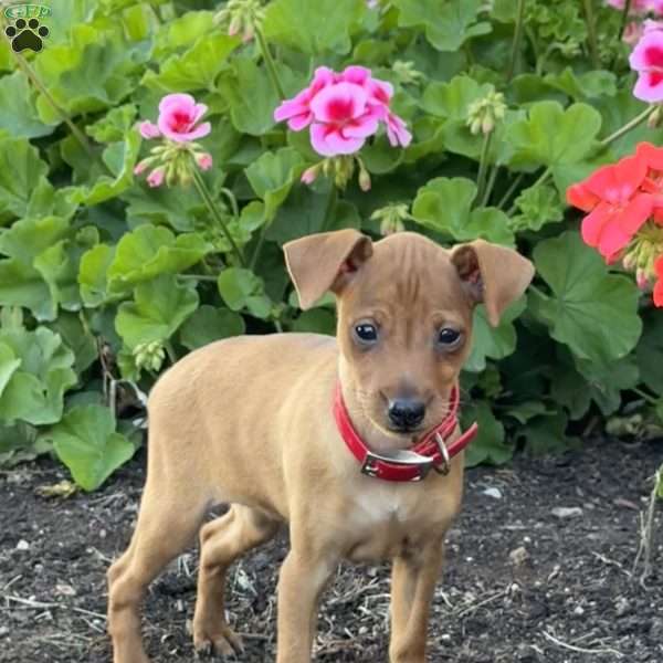 Cinnamon, Miniature Pinscher Puppy