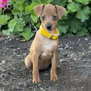 Cookie, Miniature Pinscher Puppy