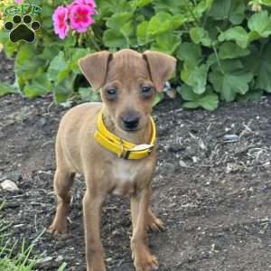 Cookie, Miniature Pinscher Puppy