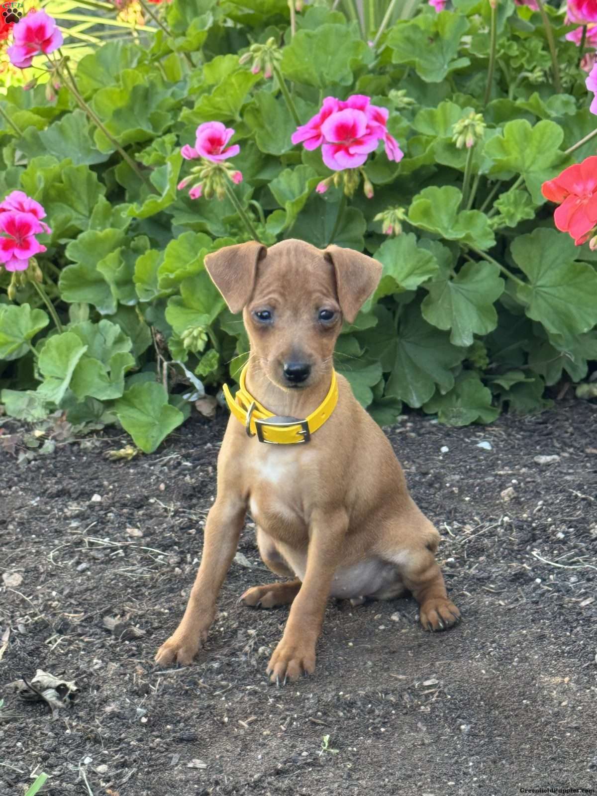 Cookie (Miniature Pinscher, Female) in Quarryville, PA