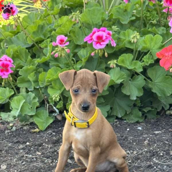 Cookie, Miniature Pinscher Puppy