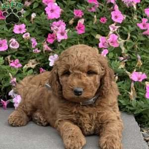 Leo, Mini Goldendoodle Puppy