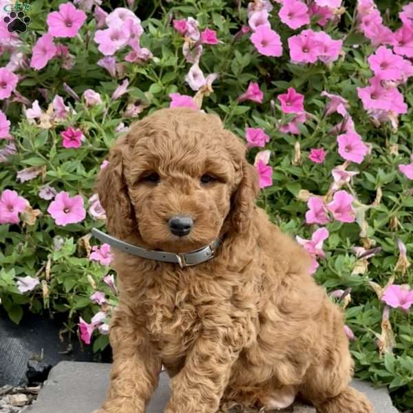 Leo, Mini Goldendoodle Puppy
