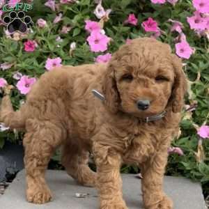 Leo, Mini Goldendoodle Puppy