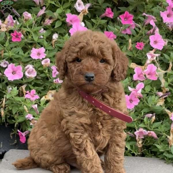 Logan, Mini Goldendoodle Puppy
