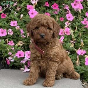 Logan, Mini Goldendoodle Puppy