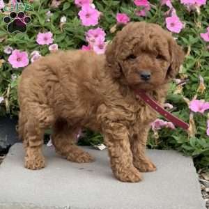 Logan, Mini Goldendoodle Puppy