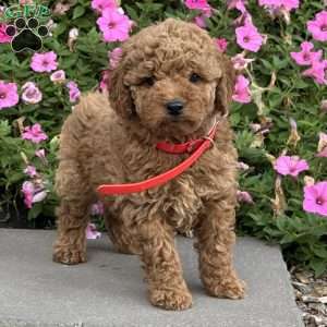 Lucy, Mini Goldendoodle Puppy