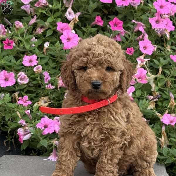 Lucy, Mini Goldendoodle Puppy