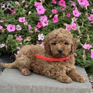 Lucy, Mini Goldendoodle Puppy