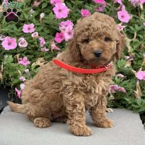 Lucy, Mini Goldendoodle Puppy