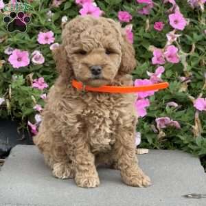 Lola, Mini Goldendoodle Puppy