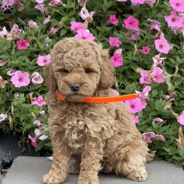 Lola, Mini Goldendoodle Puppy