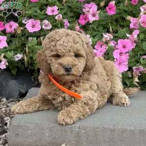 Lola, Mini Goldendoodle Puppy