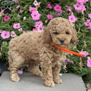 Lola, Mini Goldendoodle Puppy
