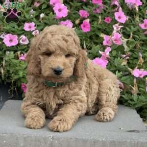 Louie, Mini Goldendoodle Puppy