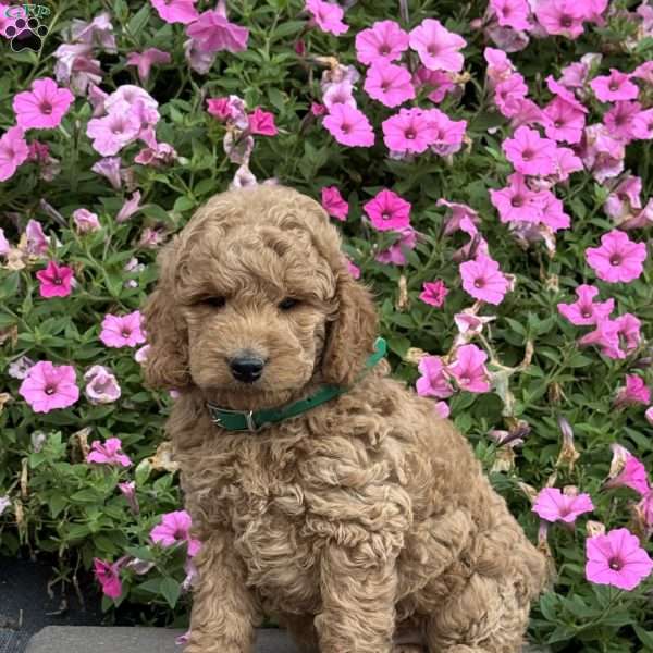 Louie, Mini Goldendoodle Puppy