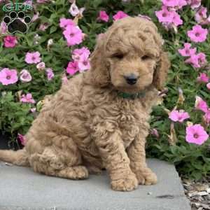 Louie, Mini Goldendoodle Puppy