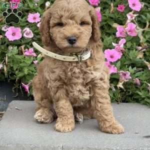 Luke, Mini Goldendoodle Puppy