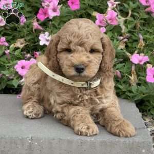 Luke, Mini Goldendoodle Puppy