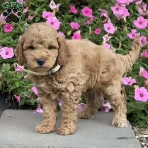 Luke, Mini Goldendoodle Puppy