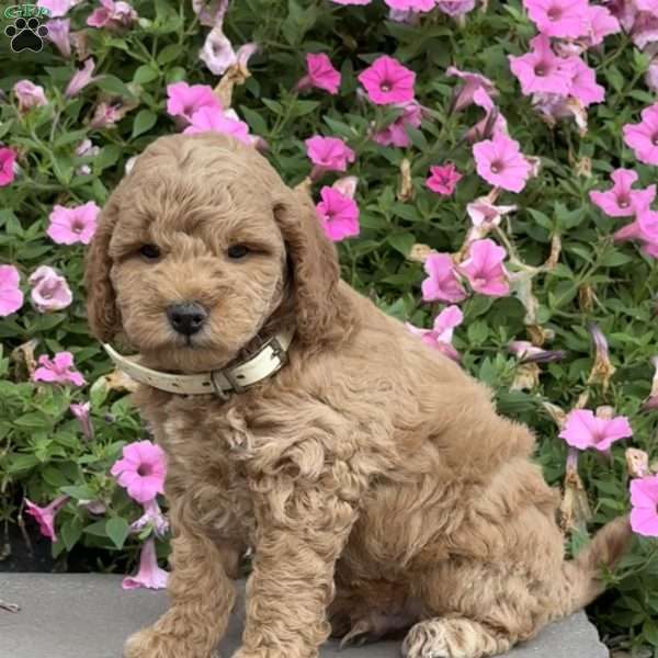 Luke, Mini Goldendoodle Puppy