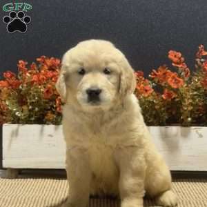 Angie, Golden Retriever Puppy