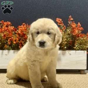 Angie, Golden Retriever Puppy