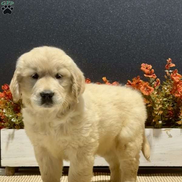 Angie, Golden Retriever Puppy