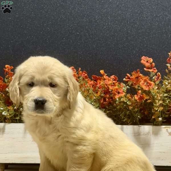 Annie, Golden Retriever Puppy