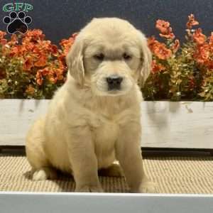 Annie, Golden Retriever Puppy