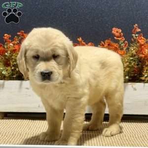 Annie, Golden Retriever Puppy