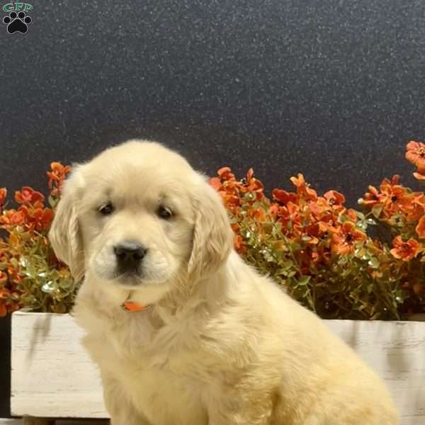 April, Golden Retriever Puppy