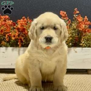 April, Golden Retriever Puppy