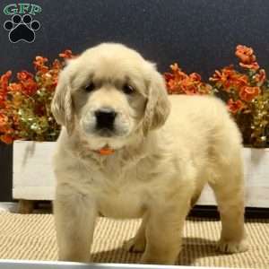 April, Golden Retriever Puppy