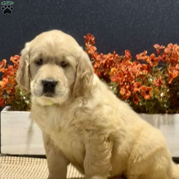 Alice, Golden Retriever Puppy
