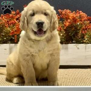 Alice, Golden Retriever Puppy