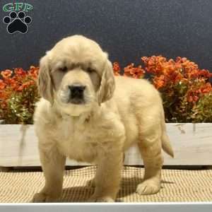 Alice, Golden Retriever Puppy