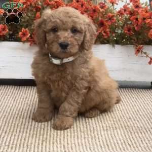 Billy, Mini Goldendoodle Puppy