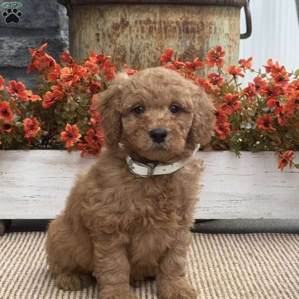 Billy, Mini Goldendoodle Puppy