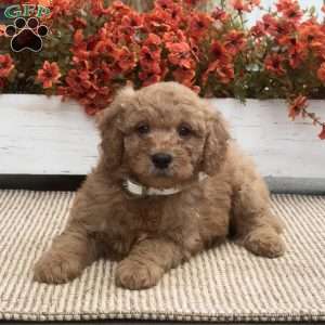 Billy, Mini Goldendoodle Puppy